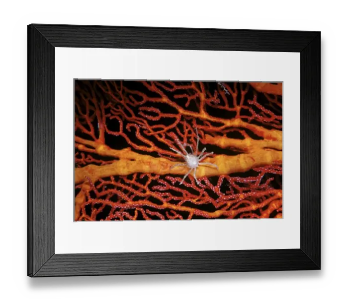 Framed Print : White Soft coral crab (Naxioides taurus) on red Gorgonian at Big Drop-off (Ngemelis Wall) Framed Print : White Soft coral crab (Naxioides taurus) on red Gorgonian at Big Drop-off (Ngemelis Wall)