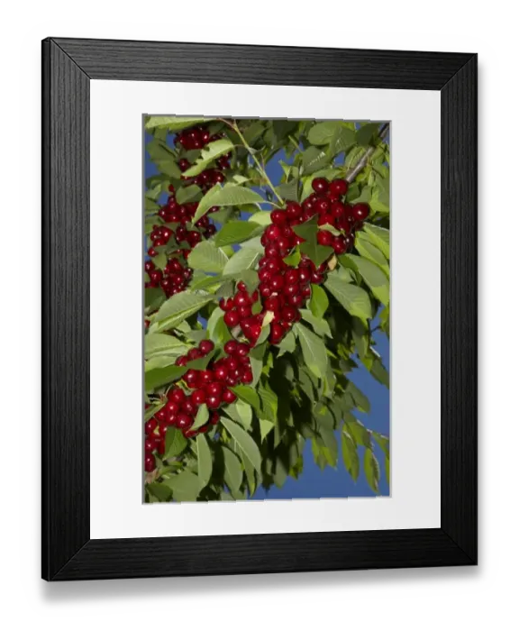 Framed Print : New Zealand Framed Print : New Zealand