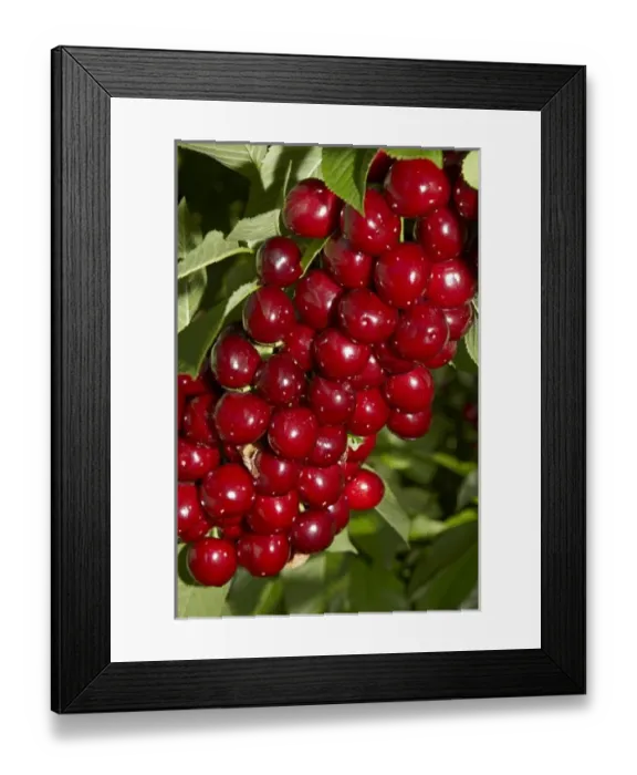 Framed Print : Cherry Orchard, Cromwell, Central Otago, South Island, New Zealand Framed Print : Cherry Orchard, Cromwell, Central Otago, South Island, New Zealand