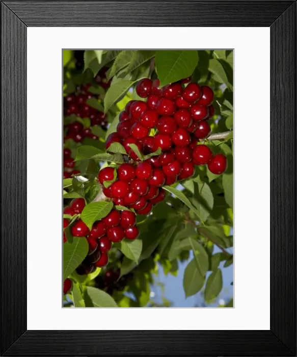 Framed Print : Cherry Orchard, Cromwell, Central Otago, South Island, New Zealand
