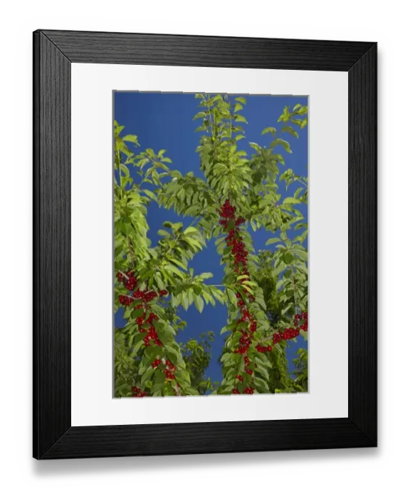 Framed Print : Cherry Orchard, Cromwell, Central Otago, South Island, New Zealand Framed Print : Cherry Orchard, Cromwell, Central Otago, South Island, New Zealand