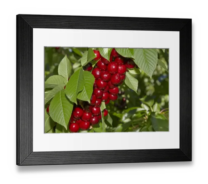 Framed Print : New Zealand Framed Print : New Zealand