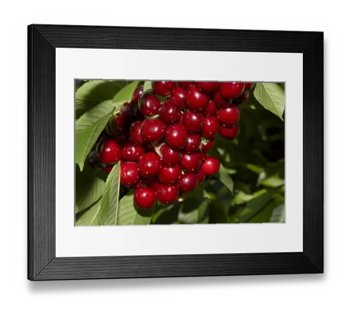 Framed Print : Cherry Orchard, Cromwell, Central Otago, South Island, New Zealand Framed Print : Cherry Orchard, Cromwell, Central Otago, South Island, New Zealand