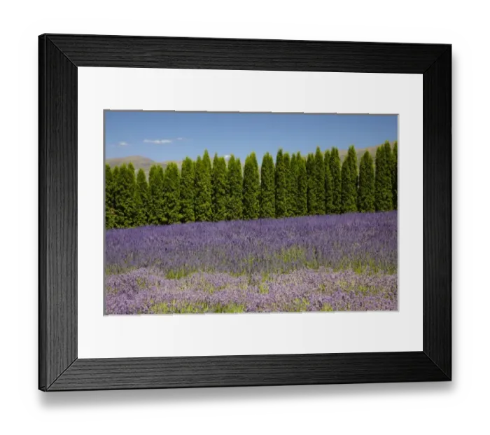 Framed Print : Lavender Farm, near Cromwell, Central Otago, South Island, New Zealand