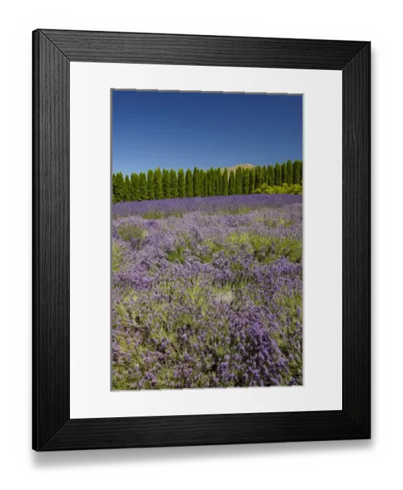 Framed Print : Lavender Farm, near Cromwell, Central Otago, South Island, New Zealand Framed Print : Lavender Farm, near Cromwell, Central Otago, South Island, New Zealand