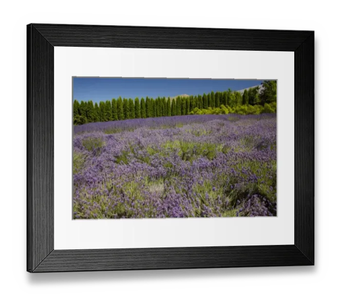 Framed Print : New Zealand Framed Print : New Zealand