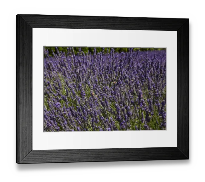 Framed Print : Lavender Farm, near Cromwell, Central Otago, South Island, New Zealand