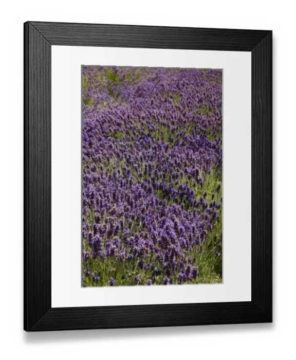 Framed Print : Lavender Farm, near Cromwell, Central Otago, South Island, New Zealand Framed Print : Lavender Farm, near Cromwell, Central Otago, South Island, New Zealand
