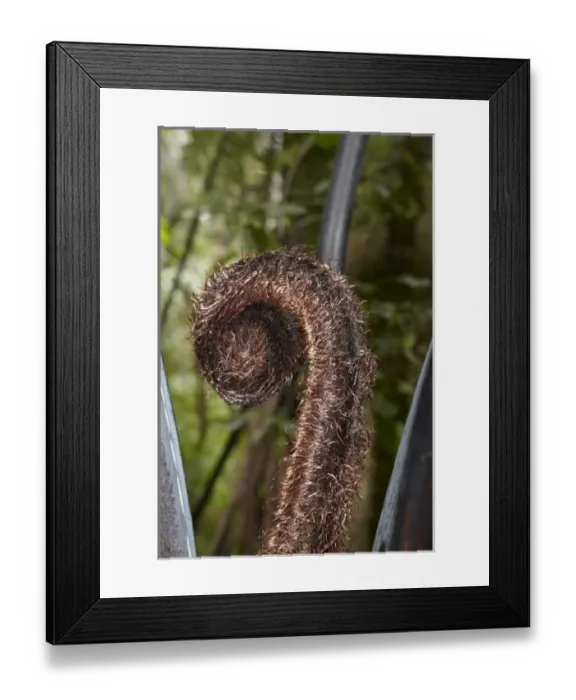 Framed Print : New Zealand