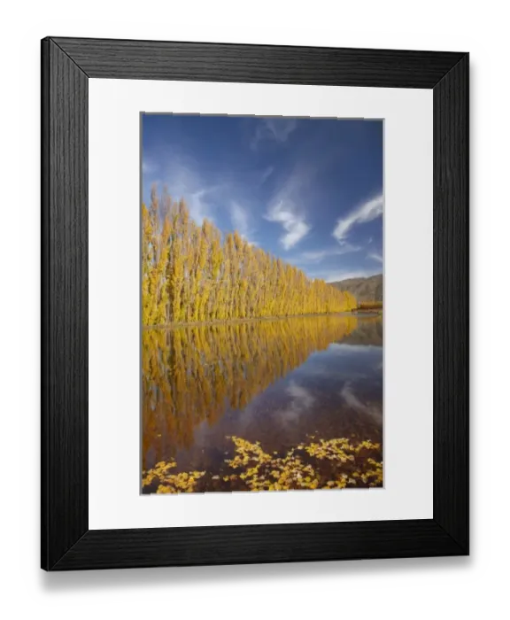 Framed Print : Poplar trees and irrigation dam on orchard at Ripponvale, near Cromwell, Central Otago