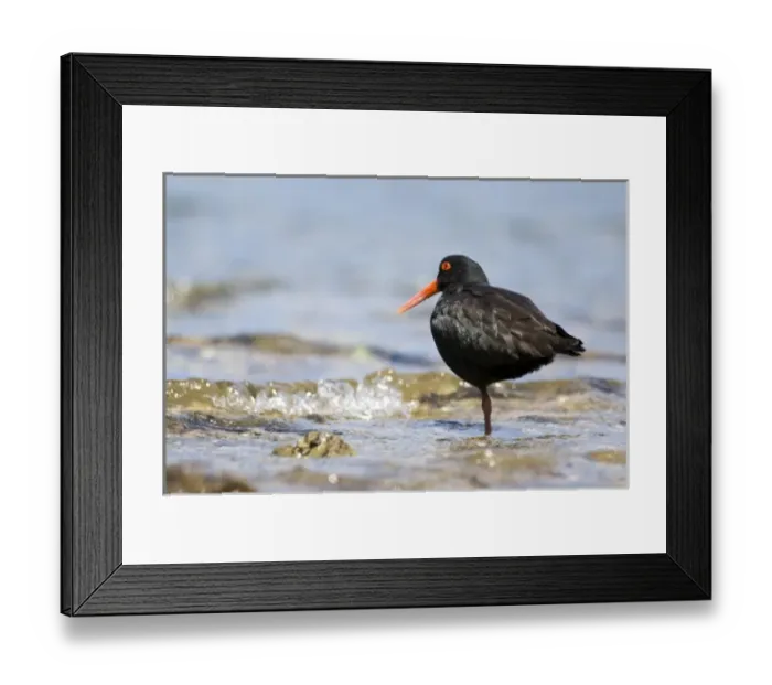 Framed Print : New Zealand, South Island, Marlborough Sounds. Variable Oystercatcher (Haematopus unicolor)
