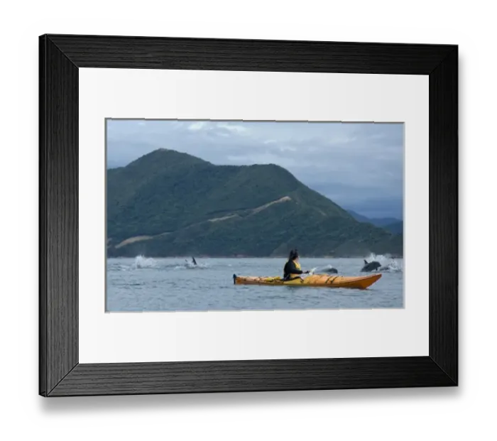 Framed Print : New Zealand, South Island, Marlborough Sounds. Brenna Hindman sea kayaking and Bottlenose dolphins Framed Print : New Zealand, South Island, Marlborough Sounds. Brenna Hindman sea kayaking and Bottlenose dolphins