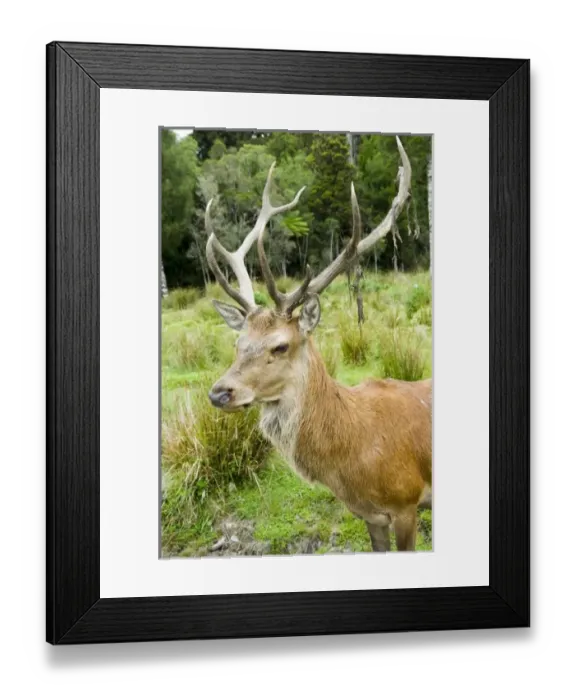 Framed Print : New Zealand