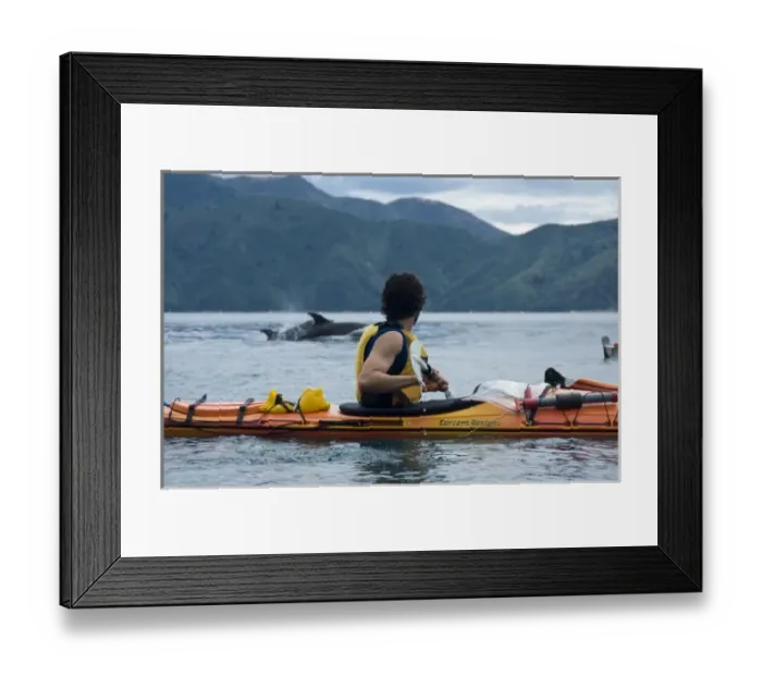 Framed Print : New Zealand, South Island, Marlborough Sounds. Joshua Peck and Bottlenose dolphins