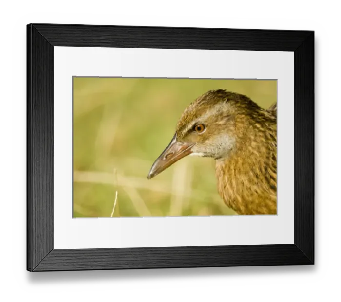 Framed Print : New Zealand