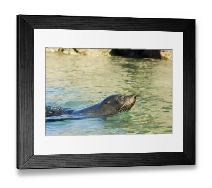 Framed Print : New Zealand