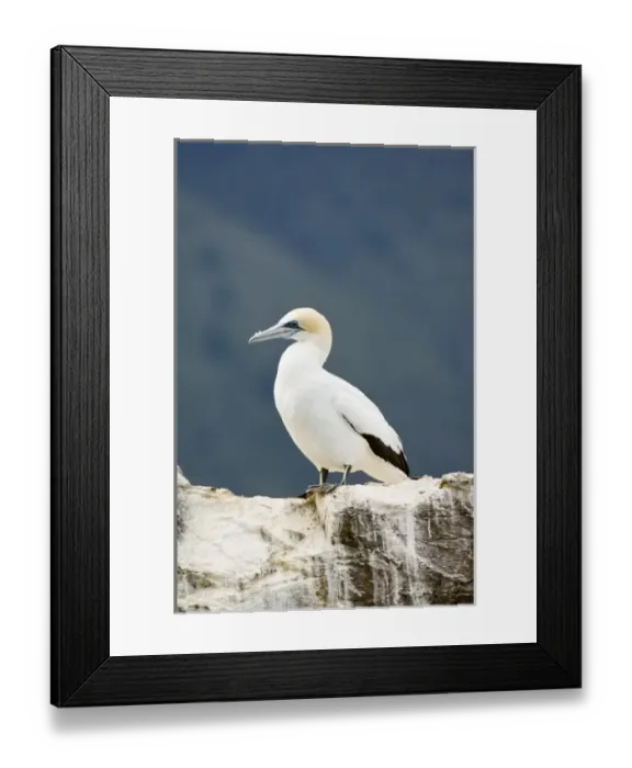 Framed Print : New Zealand, South Island, Marlborough Sounds. Australasian gannet (Morus serrator) Framed Print : New Zealand, South Island, Marlborough Sounds. Australasian gannet (Morus serrator)