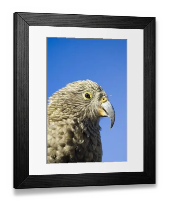Framed Print : New Zealand, South Island, Arthurs Pass National Park. Kea (Nestor notabilis) Framed Print : New Zealand, South Island, Arthurs Pass National Park. Kea (Nestor notabilis)