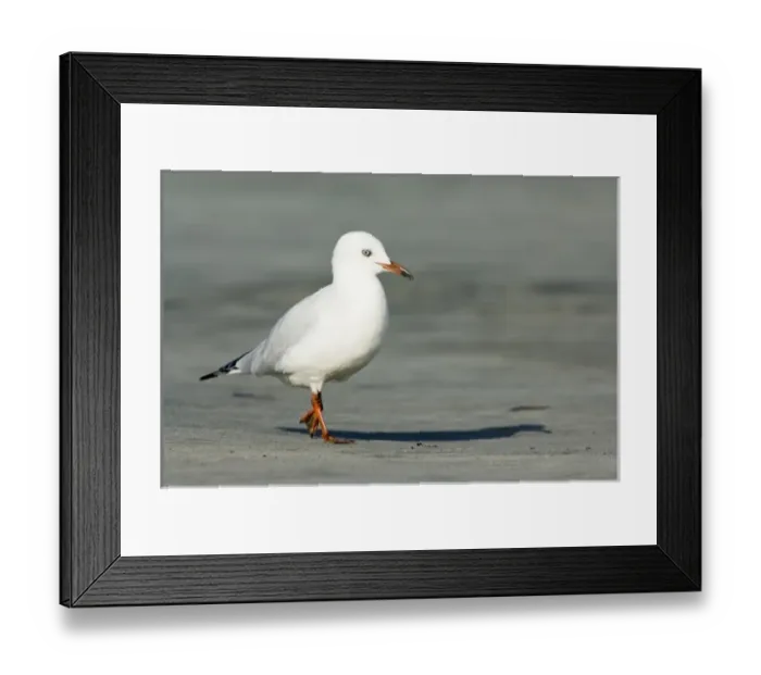 Framed Print : New Zealand, South Island, Karamea. Red-billed Gull (Larus scopulinus)