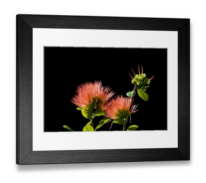 Framed Print : New Zealand, South Island. Rata flower (Metrosideros sp. ) Framed Print : New Zealand, South Island. Rata flower (Metrosideros sp. )