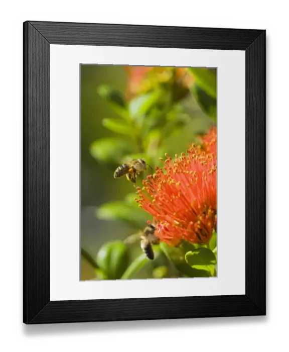 Framed Print : New Zealand Framed Print : New Zealand