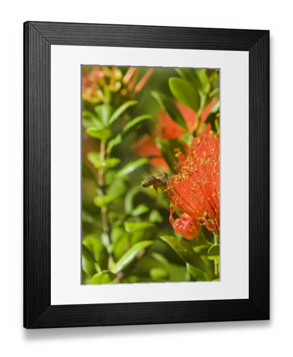 Framed Print : New Zealand, South Island, Ngakawau. Bee feeding on nectar from Rata flower (Metrosideros sp Framed Print : New Zealand, South Island, Ngakawau. Bee feeding on nectar from Rata flower (Metrosideros sp
