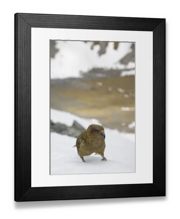 Framed Print : New Zealand Framed Print : New Zealand