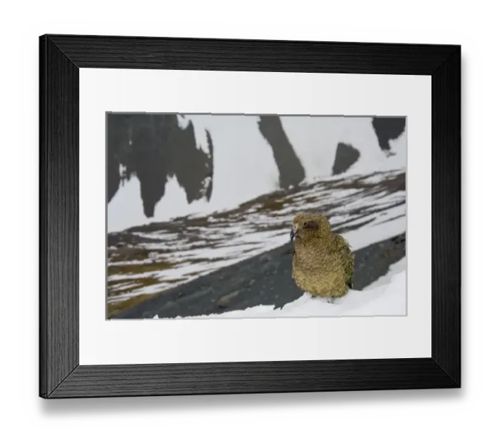 Framed Print : New Zealand Framed Print : New Zealand