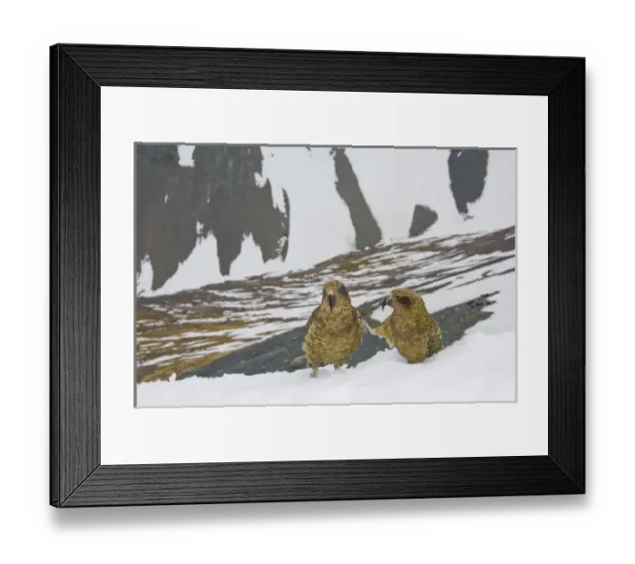 Framed Print : New Zealand, South Island, Arrowsmith Range. Kea (Nestor notabilis), two young adults Framed Print : New Zealand, South Island, Arrowsmith Range. Kea (Nestor notabilis), two young adults