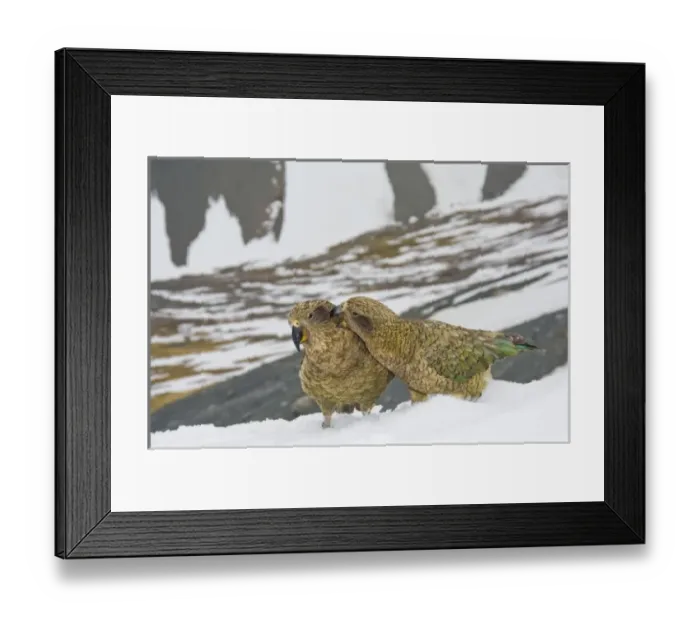 Framed Print : New Zealand Framed Print : New Zealand
