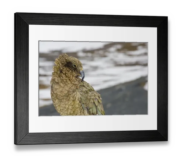 Framed Print : New Zealand Framed Print : New Zealand