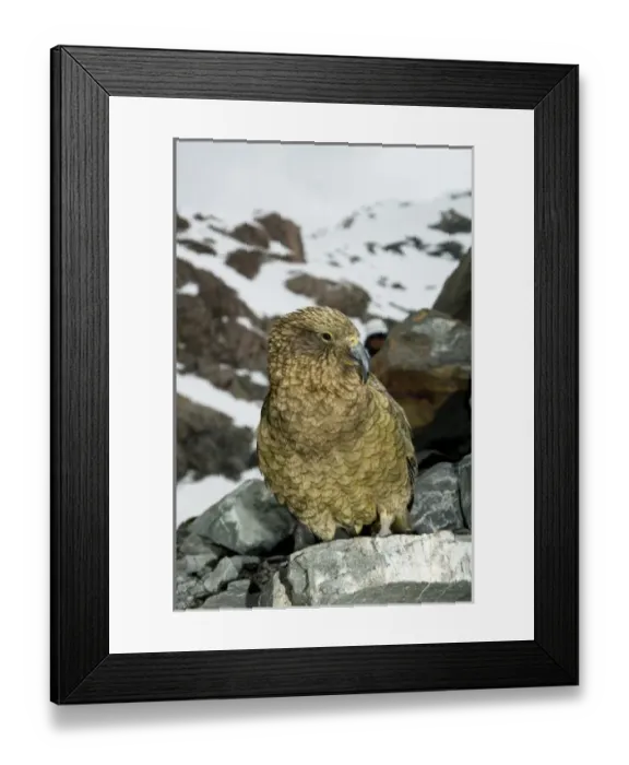 Framed Print : New Zealand Framed Print : New Zealand