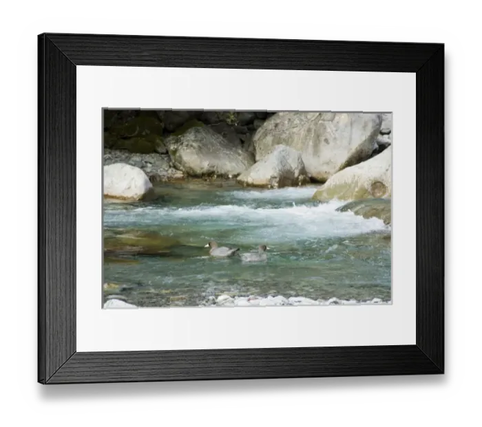 Framed Print : New Zealand, South Island, Kelly Creek. Blue Duck (Hymenolanimus malacorhynchos) in Kelly Creek Framed Print : New Zealand, South Island, Kelly Creek. Blue Duck (Hymenolanimus malacorhynchos) in Kelly Creek