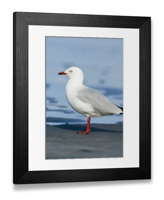 Framed Print : New Zealand, South Island, Karamea. Red-billed Gull (Larus scopulinus) Framed Print : New Zealand, South Island, Karamea. Red-billed Gull (Larus scopulinus)