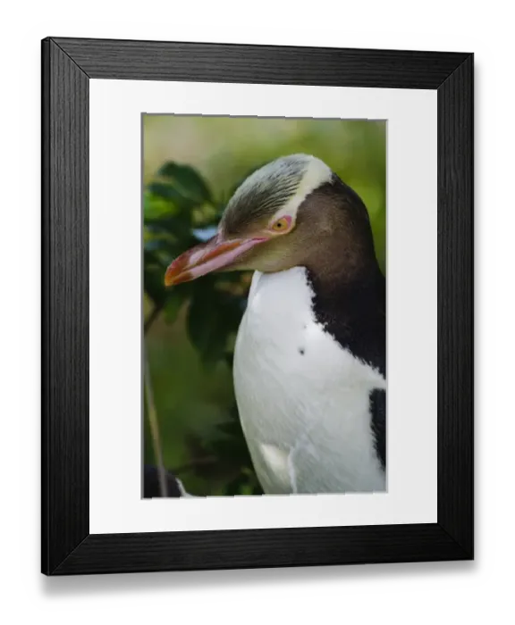 Framed Print : New Zealand Framed Print : New Zealand
