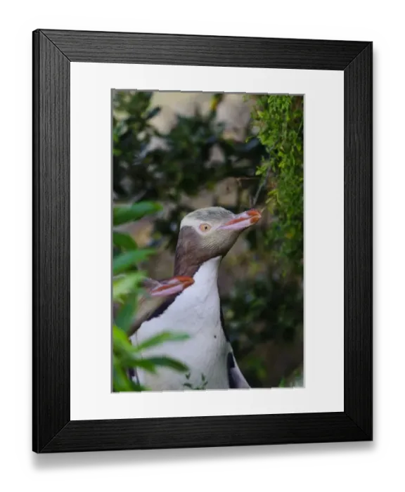 Framed Print : New Zealand