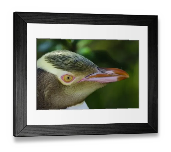 Framed Print : New Zealand