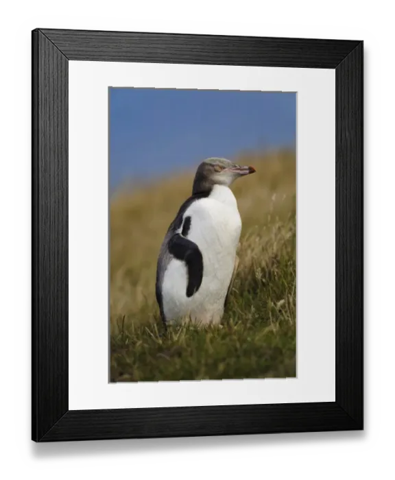 Framed Print : New Zealand, South Island, Otago, Katiki Point. Yellow-eyed Penguin (Megadyptes antipodes) Framed Print : New Zealand, South Island, Otago, Katiki Point. Yellow-eyed Penguin (Megadyptes antipodes)