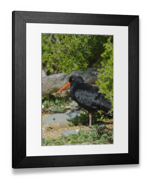 Framed Print : New Zealand Framed Print : New Zealand