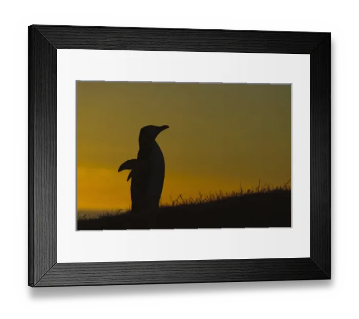 Framed Print : New Zealand, South Island, Otago, Katiki Point. Yellow-eyed Penguin (Megadyptes antipodes)