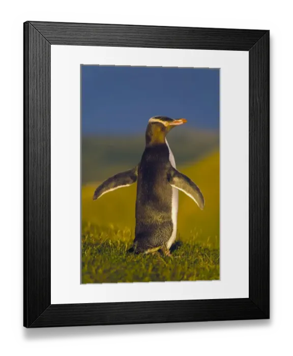 Framed Print : New Zealand, South Island, Otago, Katiki Point. Yellow-eyed Penguin (Megadyptes antipodes) Framed Print : New Zealand, South Island, Otago, Katiki Point. Yellow-eyed Penguin (Megadyptes antipodes)