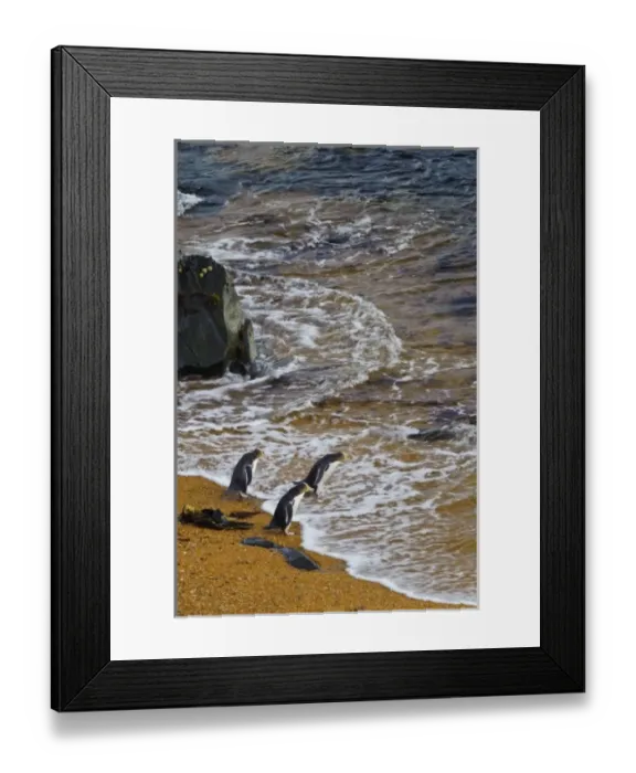 Framed Print : New Zealand, South Island, Otago, Katiki Point. Yellow-eyed Penguin (Megadyptes antipodes) Framed Print : New Zealand, South Island, Otago, Katiki Point. Yellow-eyed Penguin (Megadyptes antipodes)