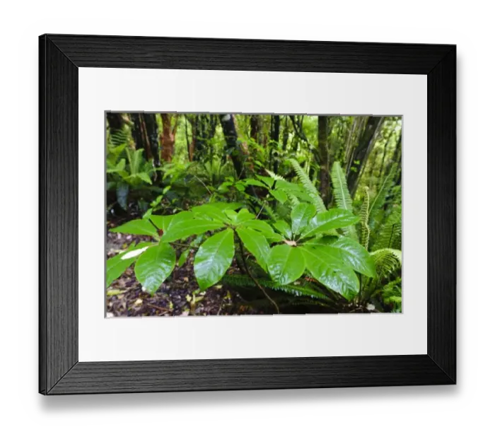 Framed Print : New Zealand, Otago, Catlins. Native forest along Matai Falls walking track in Table Framed Print : New Zealand, Otago, Catlins. Native forest along Matai Falls walking track in Table