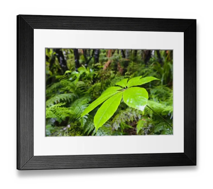 Framed Print : New Zealand Framed Print : New Zealand
