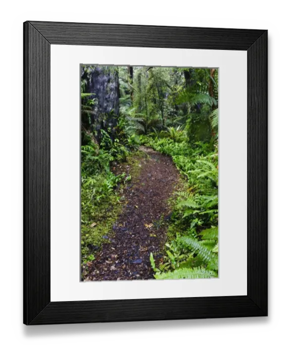 Framed Print : New Zealand, Otago, Catlins, Papatowai. Native forest along Old Coach Walking Track Framed Print : New Zealand, Otago, Catlins, Papatowai. Native forest along Old Coach Walking Track