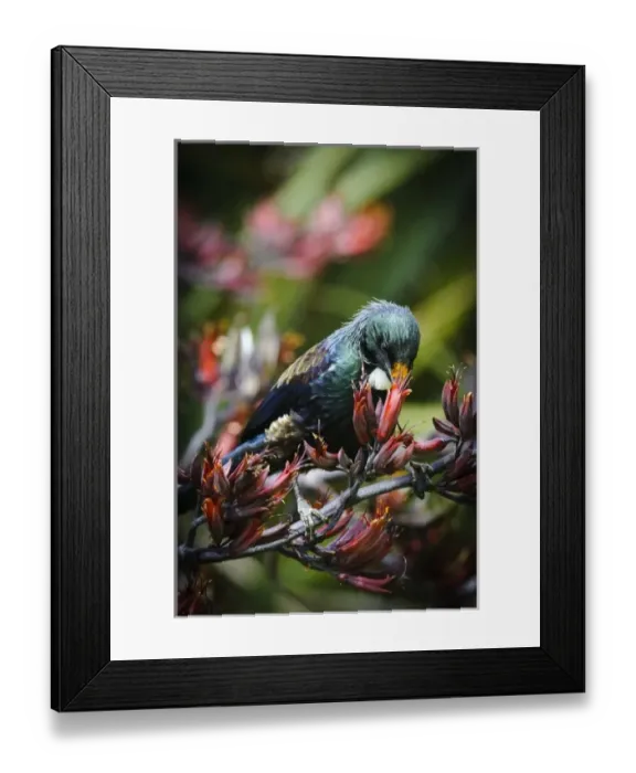 Framed Print : New Zealand, Southland, Stewart Island, Halfmoon Bay. Adult Tui (Prosthermadera novaeseelandiae) Framed Print : New Zealand, Southland, Stewart Island, Halfmoon Bay. Adult Tui (Prosthermadera novaeseelandiae)