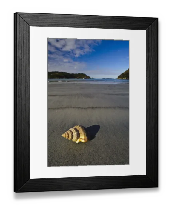 Framed Print : New Zealand, Southland, Stewart Island, Sea shell on the sand beach in Horseshoe Bay Framed Print : New Zealand, Southland, Stewart Island, Sea shell on the sand beach in Horseshoe Bay