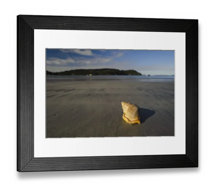 Framed Print : New Zealand, Southland, Stewart Island, Sea shell on the sand beach in Horseshoe Bay Framed Print : New Zealand, Southland, Stewart Island, Sea shell on the sand beach in Horseshoe Bay