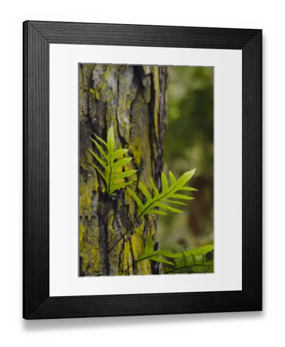 Framed Print : New Zealand Framed Print : New Zealand