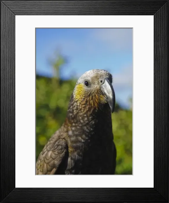 Framed Print : New Zealand, Southland, Stewart Island, Halfmoon Bay. Kaka (Nestor meridionalis)